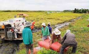 Hết thời hạn sử dụng đất nông nghiệp, có phải gia hạn?